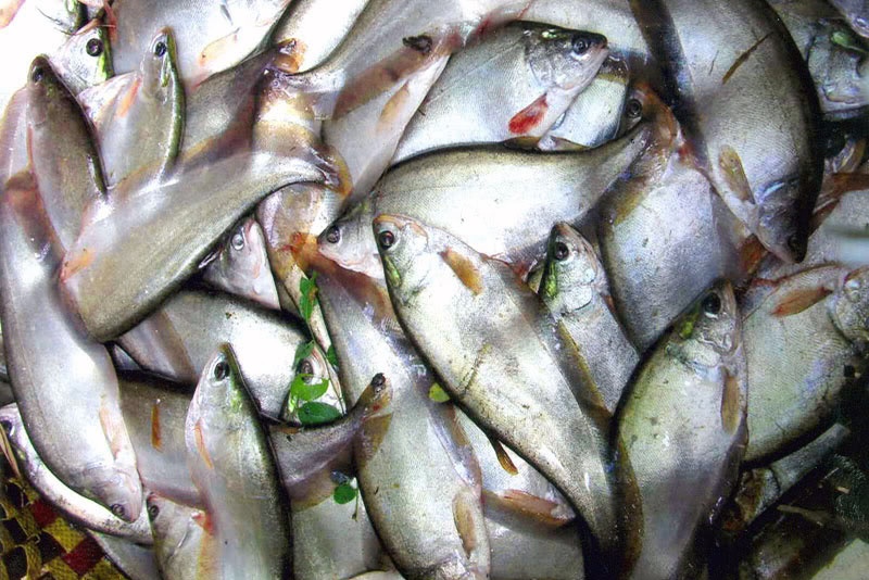Giá cá thát lát ở mức cao ổn định