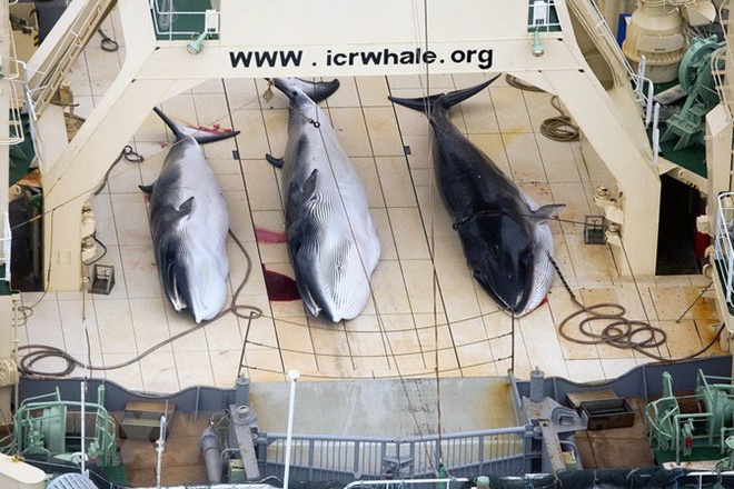 Australia phản đối đề xuất dỡ bỏ lệnh cấm đánh bắt cá voi của Nhật Bản