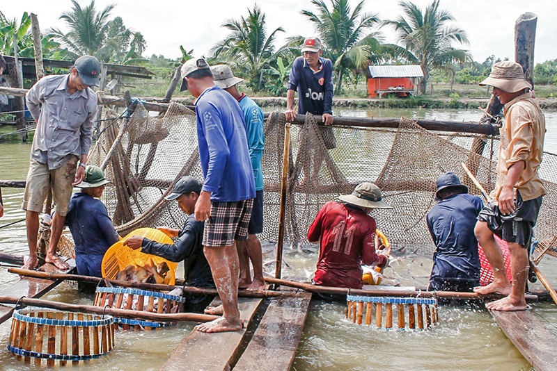 Giá cá tra nguyên liệu giảm hơn 4000đ/kg