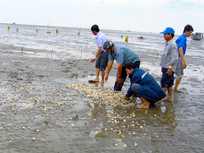 Liên kết chuỗi giá trị nghêu MSC