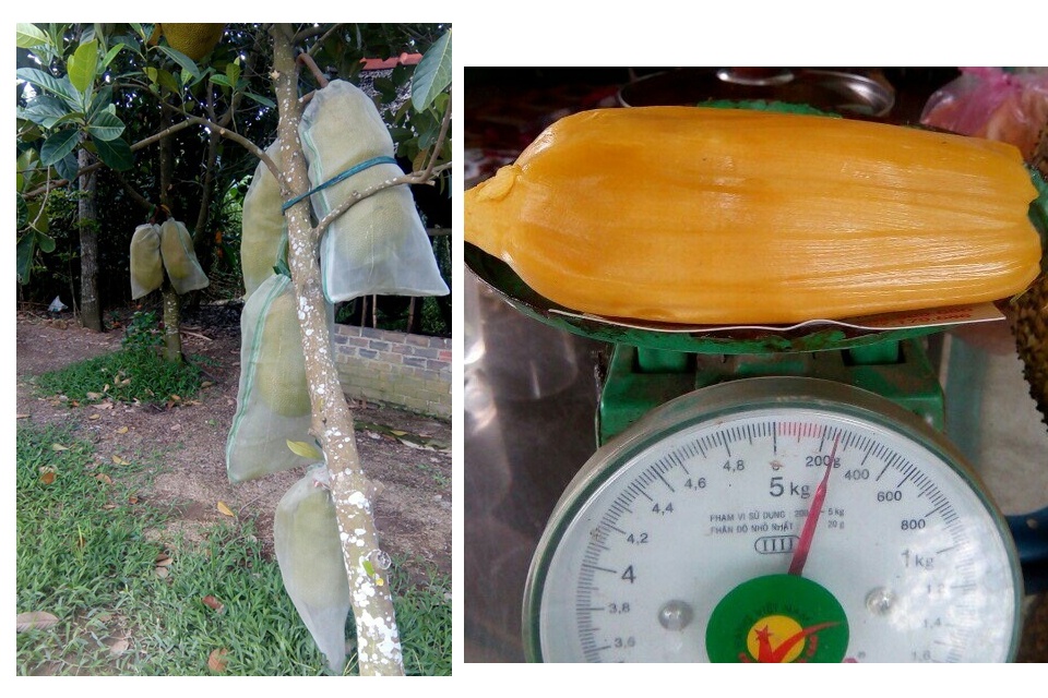 Bạn đã bao giờ thấy múi "siêu khủng"?