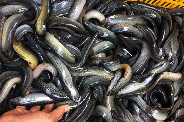 Anh nông dân Nghệ An mát tay với nuôi chạch quế