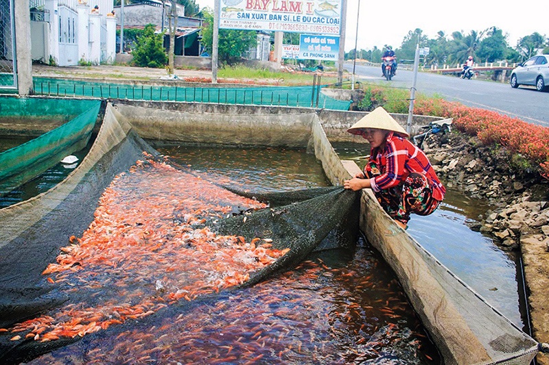 Sôi động thị trường cá giống: Giá một số loại cá giống tăng nhẹ