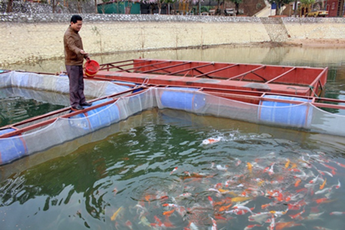 Ra hồ Thác Bà nuôi cá Koi, kiếm bộn tiền