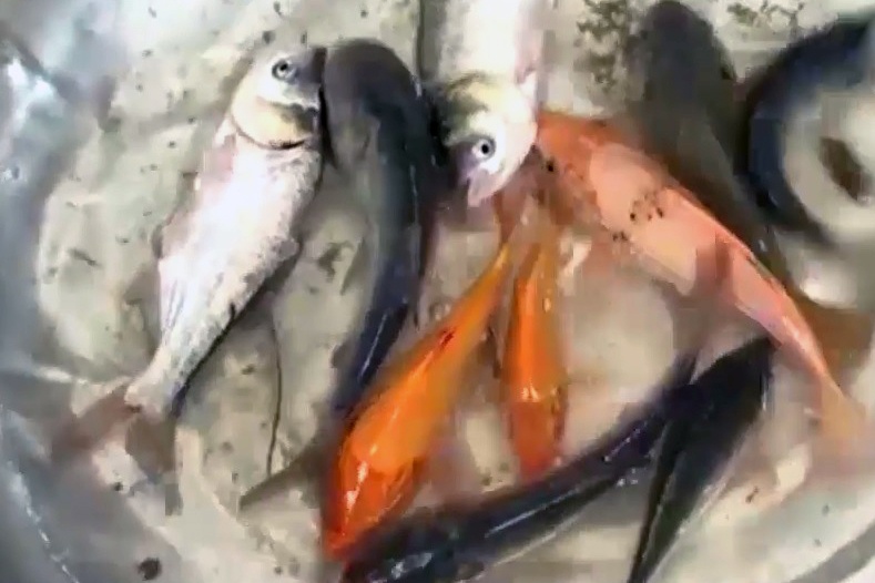 Vĩnh Thạnh: Tận dụng lũ về nuôi cá chân ruộng