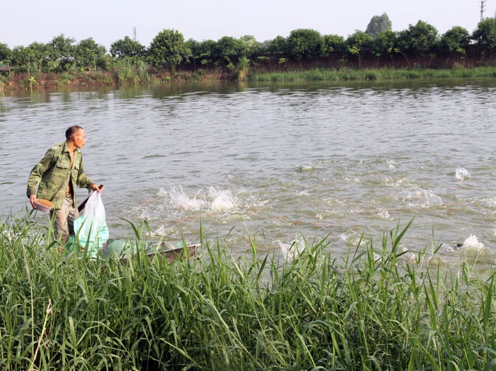 Bắc Ninh: Tiên Du có 621 cơ sở nuôi trồng thủy sản