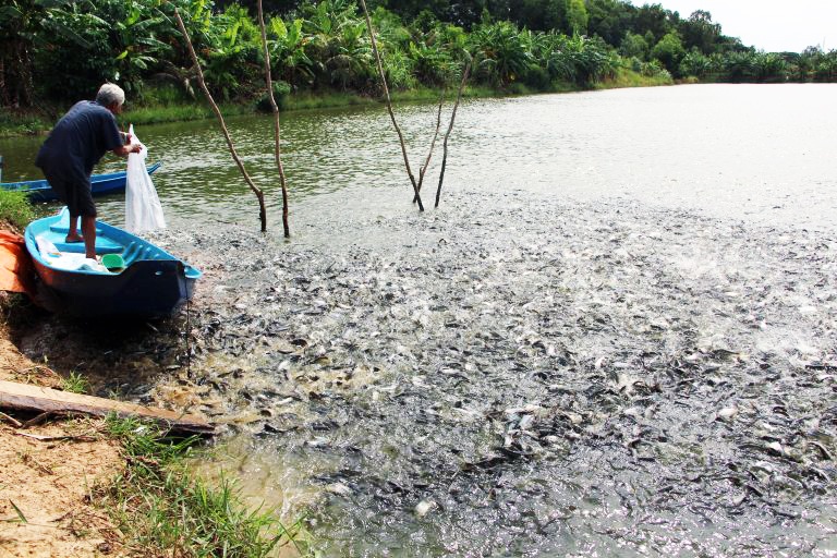 Giá cá tra nguyên liệu tiếp tục có xu hướng giảm