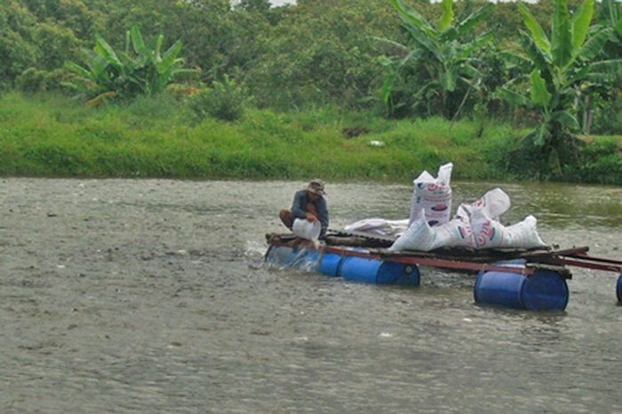 Cá tra- cuộc đua giành thị phần
