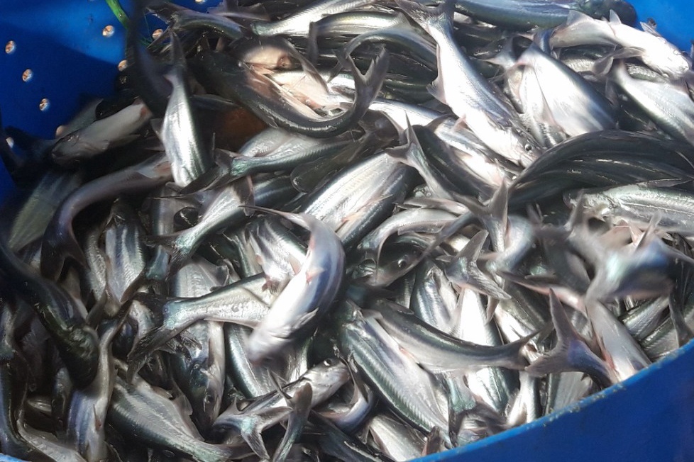 Ưu điểm và hiệu quả của nuôi cá tra nước mặn