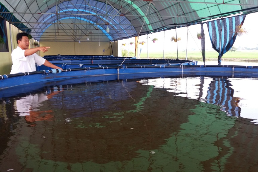 Nuôi cá trong ao nổi ứng dụng công nghệ sinh học