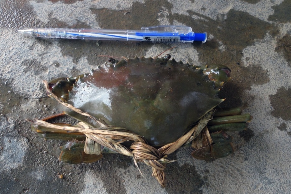 Nhân rộng mô hình nuôi cua xanh thương phẩm ở Bình Định