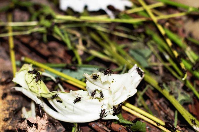 Dế xào sả ớt - món ăn níu chân du khách ở Lâm Đồng