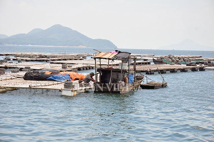 Nuôi ngao đảo Vĩnh Thực: Hoang mang chờ quy hoạch