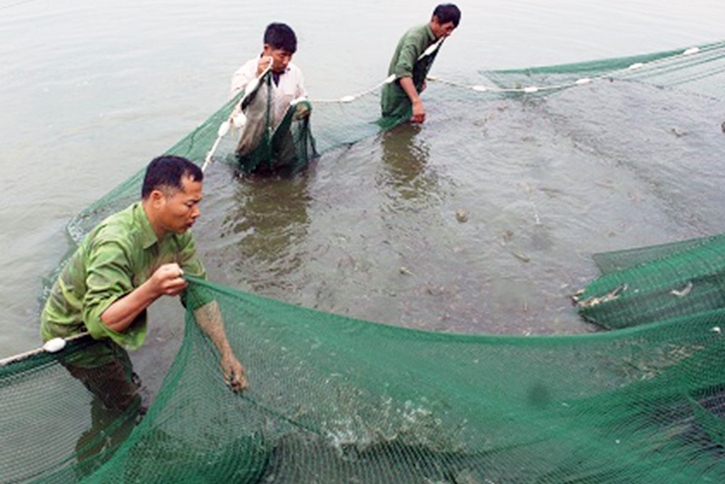 Tập trung vào mũi nhọn nuôi trồng thủy sản ở Hải Hà