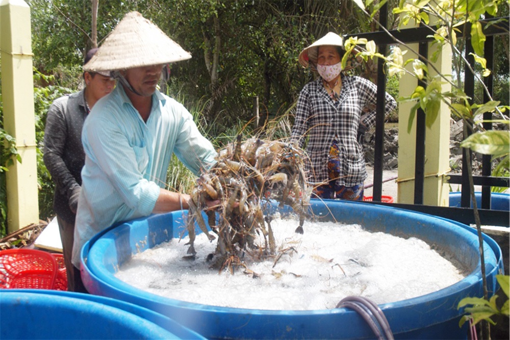 Bạc Liêu: Hiệu quả mô hình nuôi tôm càng xanh toàn đực