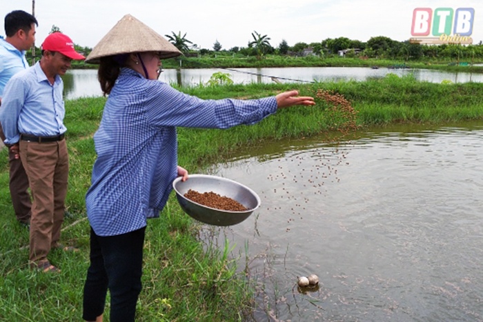 Hiệu quả mô hình nuôi tôm không sử dụng thuốc kháng sinh