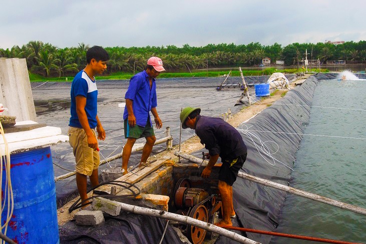Quảng Ninh:  Tổng diện tích nuôi tôm thâm canh đạt 7.000ha năm 2025