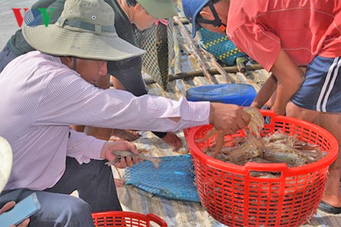 Nuôi tôm siêu thâm canh thu tới 50 tấn/ha mỗi vụ ở Cà Mau