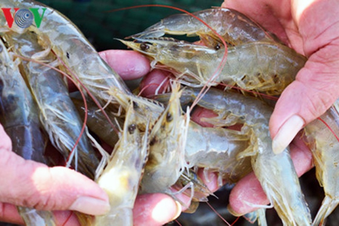 Đông Triều: 180 hộ nuôi tôm tự phát trên diện tích 81,5ha