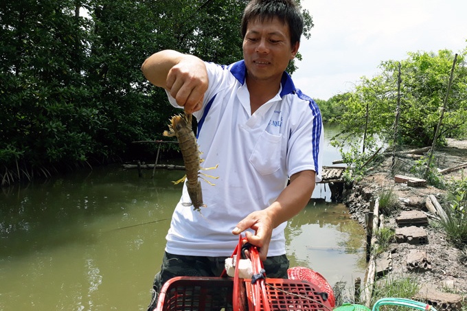 Nuôi tôm tích trong lồng nhựa đặt dưới vuông tôm
