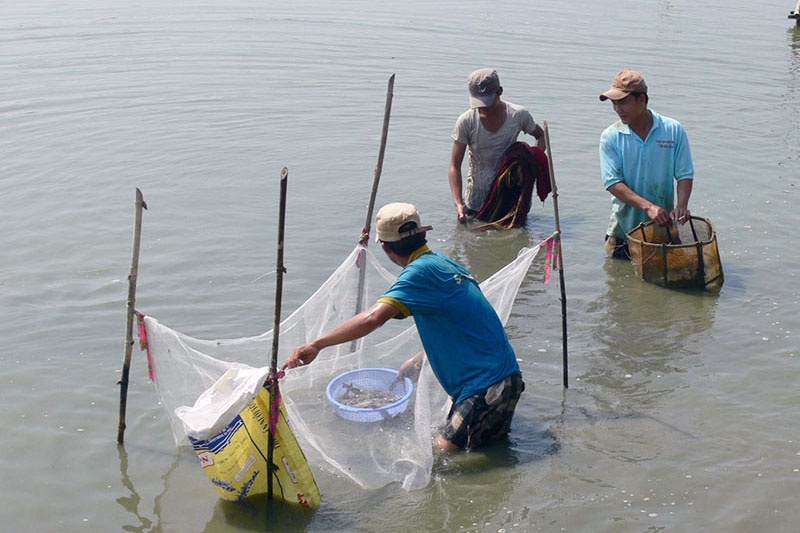 Quảng Nam: Người nuôi tôm cần đề phòng những ngày nắng nóng xen kẽ mưa rào