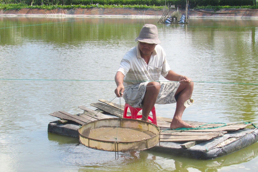 Long An: Nông dân cần chủ động phong trị bệnh cho tôm