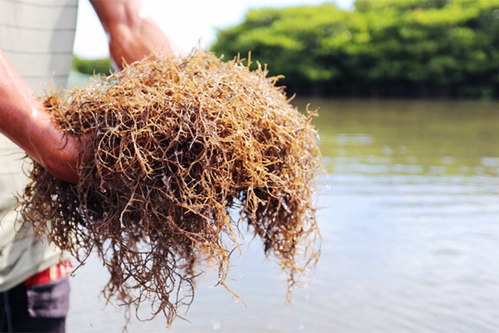Lọc sinh học với rong câu trong nuôi tôm thẻ chân trắng