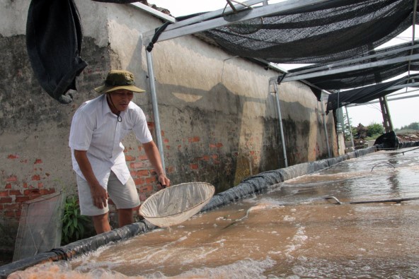 Thanh Hóa: Khó khăn trong quản lý nguồn giống thủy sản