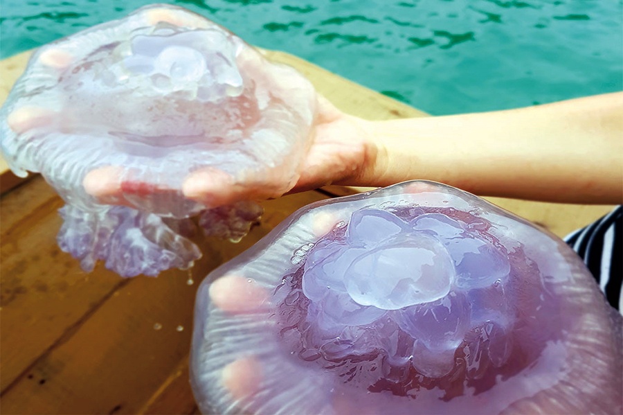 Sứa sen xuất hiện nhiều ở Nhơn Hải