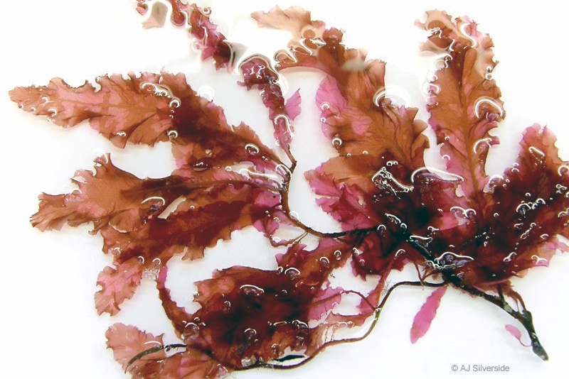 Liều lượng tảo đỏ bổ sung thức ăn ngăn ngừa bệnh đốm trắng trên tôm