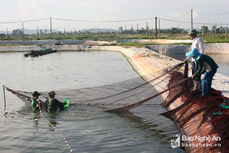 Bán tôm chậm lớn để "giữ lãi"