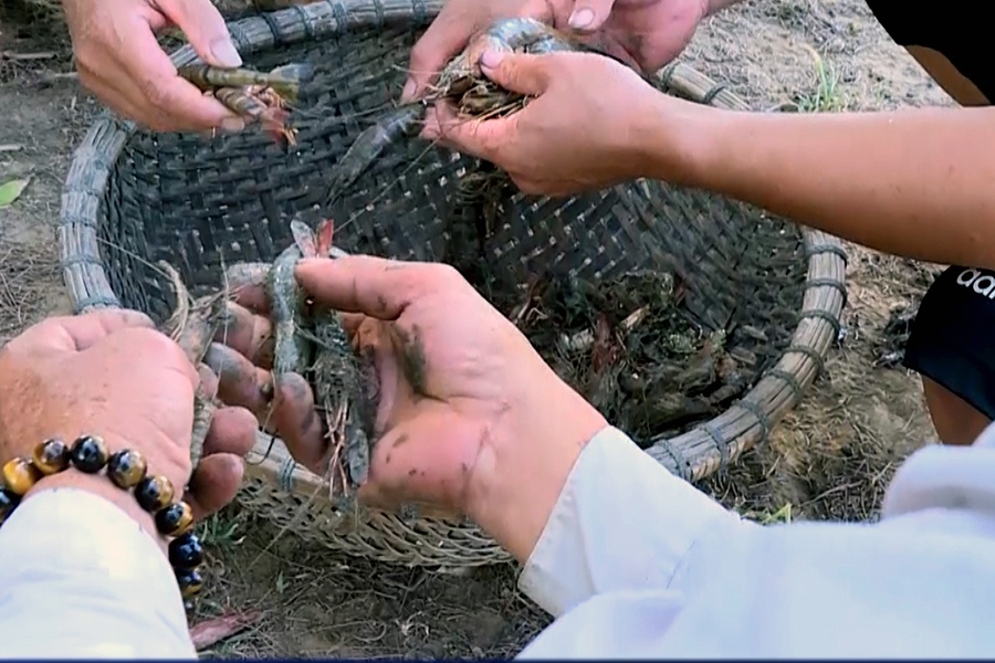 Bạc Liêu: Hơn 3.300ha tôm nuôi bị dịch bệnh