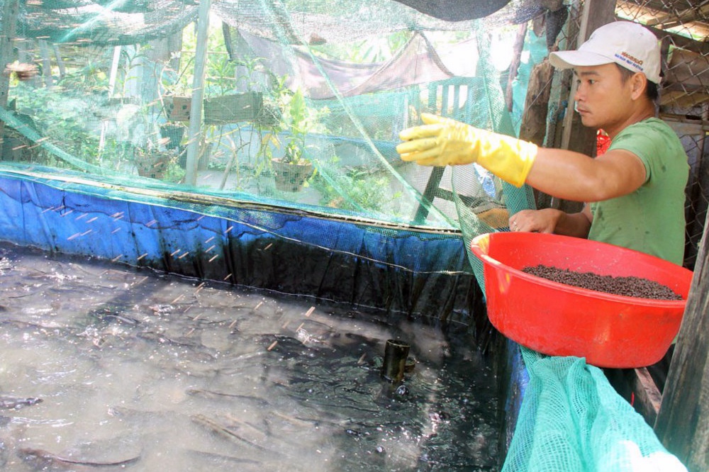 Làm giàu từ nuôi cá lóc ao lót bạt