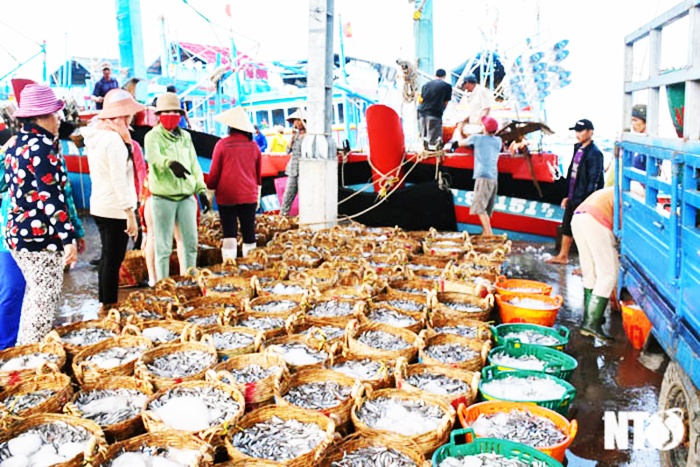 Ngư dân Thuận Nam trúng cá cơm đầu vụ Nam
