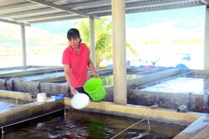 Khánh Hòa nhân giống thành công cá bè trắng