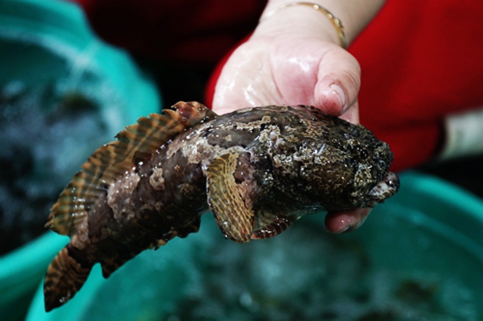 Cá mao ếch - đặc sản nhiều người không dám thử ở Cần Giờ