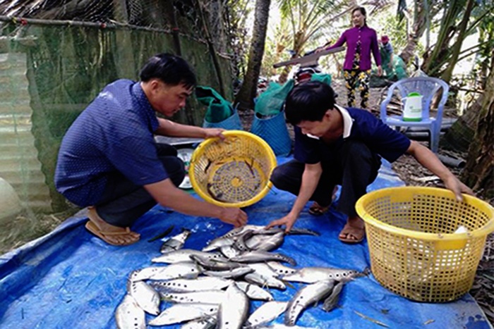 Giá cá thát lát tăng nhưng nông dân không còn để bán