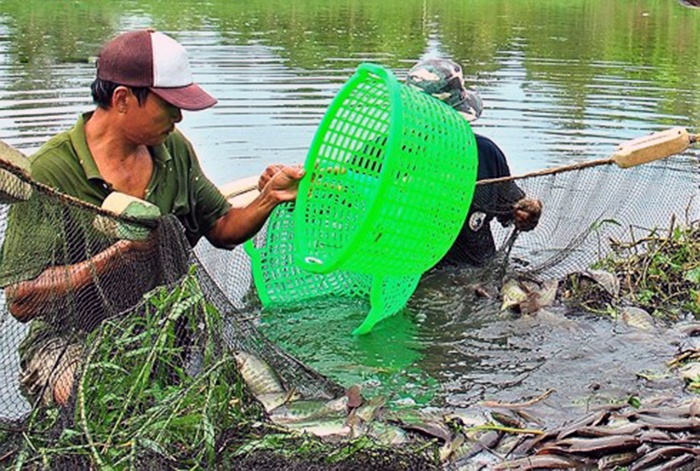 Lao đao khi cá bổi U Minh liên tục giảm giá