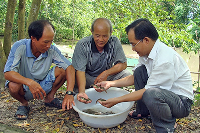 Giá cá giống Hậu Giang tăng nhẹ