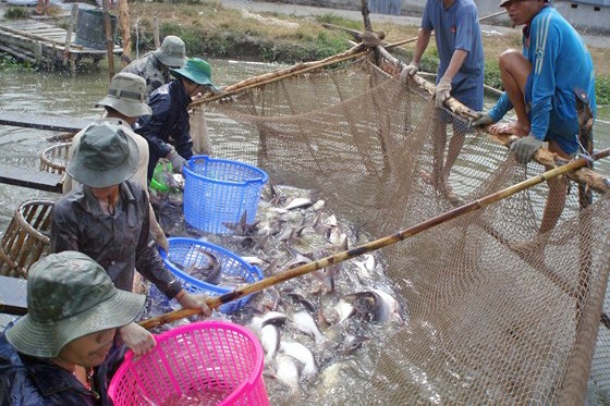 Giá cá tra ĐBSCL đạt mức kỷ lục 35000đ/kg