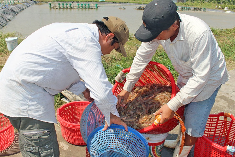 Long An: Giá tôm tăng trở lại