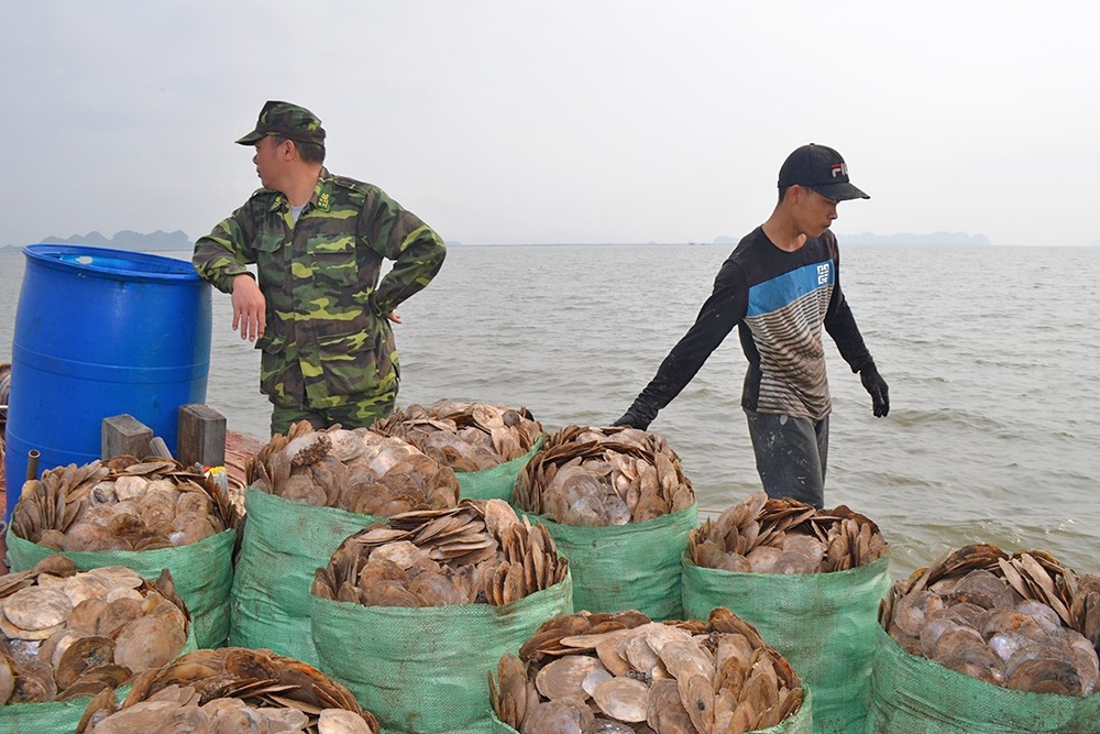 Tăng cường xử lý khai thác thủy sản tận diệt