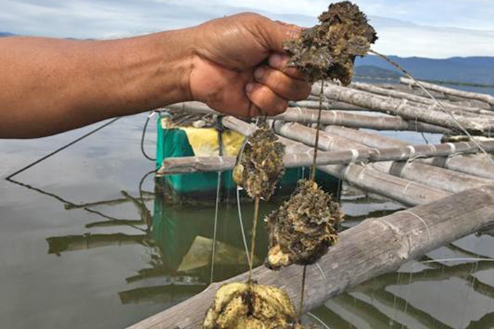 Nông dân “đút túi” cả trăm triệu đồng/năm nhờ nuôi hàu trên dây