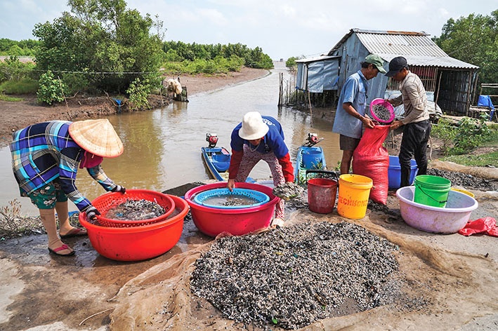 Mùa hến mũi Cà Mau