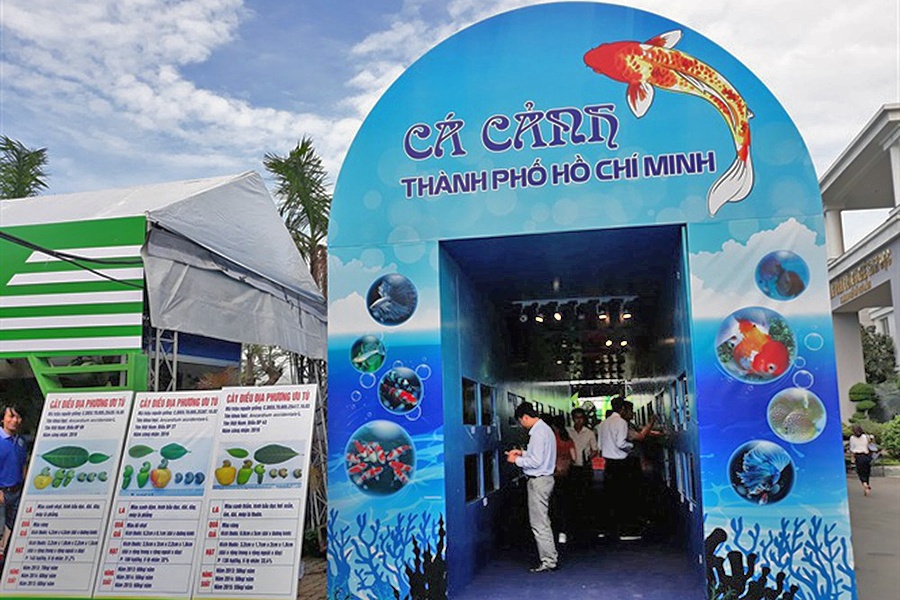 TP.HCM: Ngày hội cá cảnh năm 2018