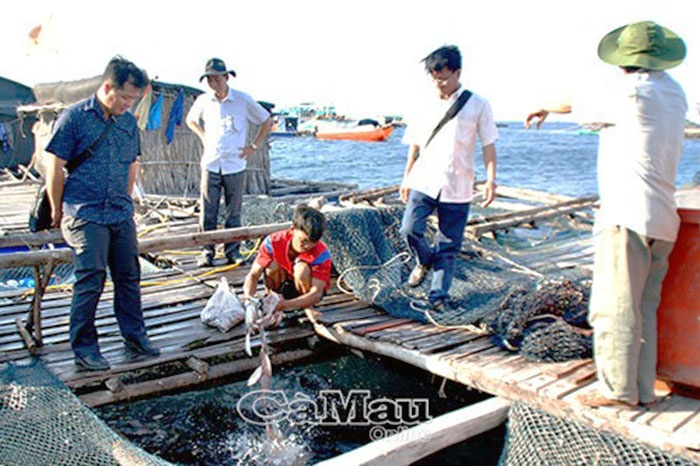 Hoạch định chiến lược phát triển nghề nuôi hải sản trên biển