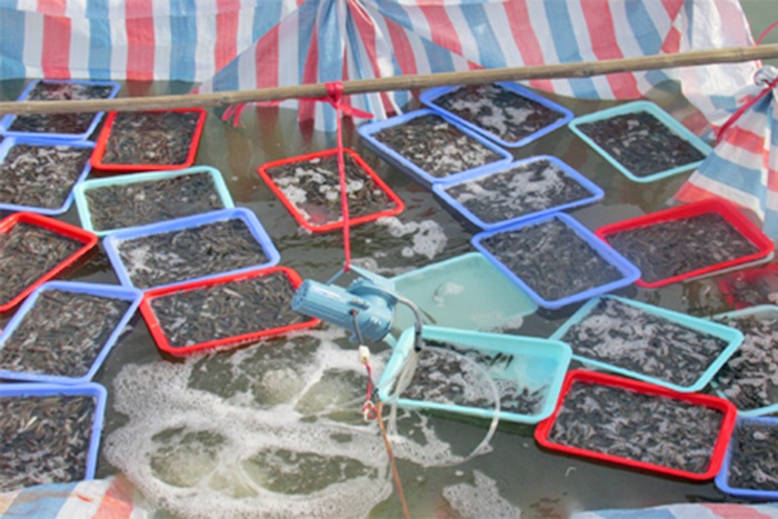 Nuôi cá Bống bớp trong ao đất vỗ bờ xi măng ở Hà Tĩnh