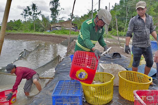 Nuôi cá chẽm trong ao đất, lãi to, ít rủi ro