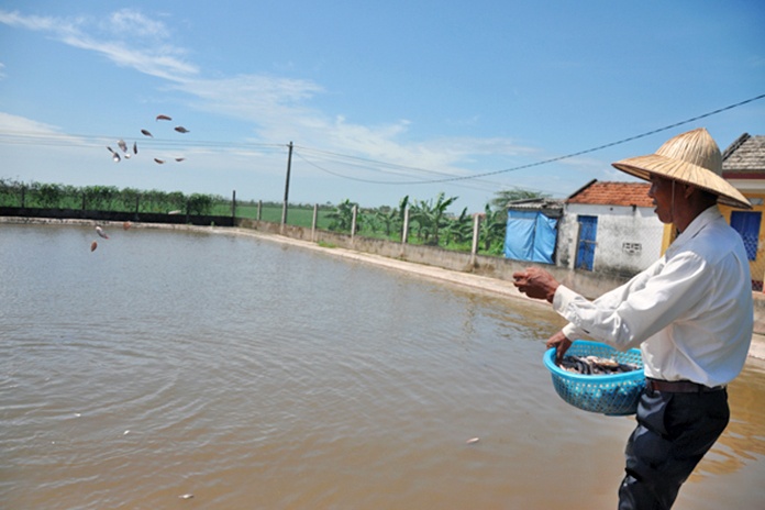 nuôi cá lóc, nuôi cá lóc bông, nuôi cá sộp