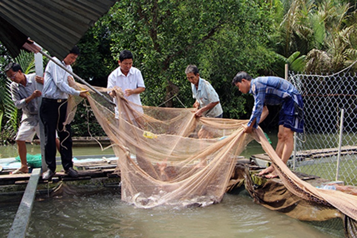 Bấp bênh nghề nuôi cá lồng, bè